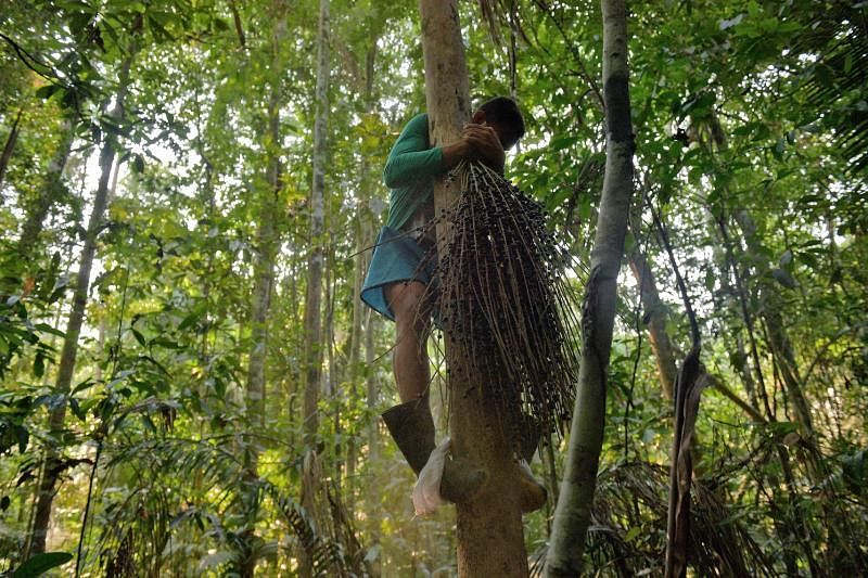 亚马逊原住民需要爬上高大的巴西莓树亲手采收巴西莓。（法新社）