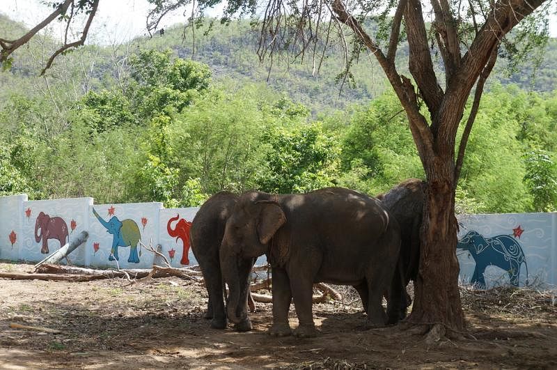 两只母象围着待产的另一只母象，为它提供保护和安慰。