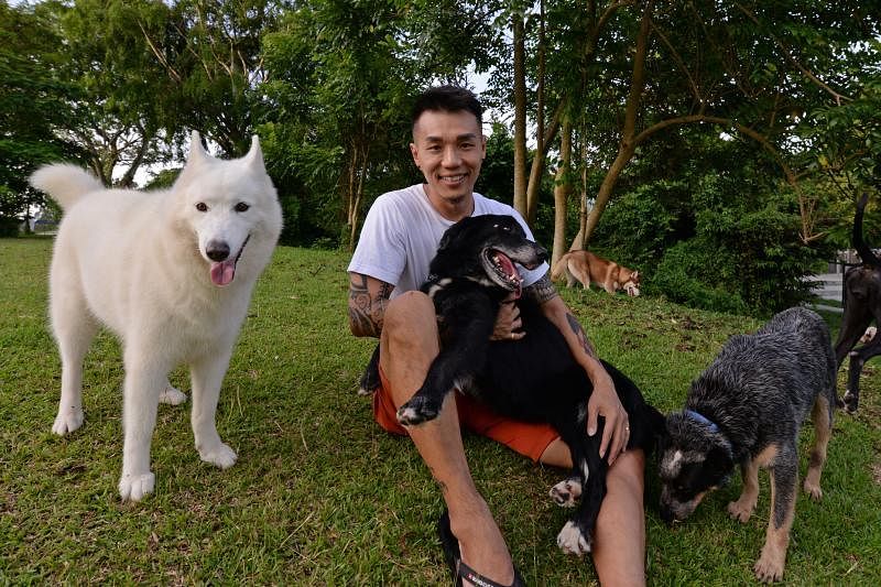 陈家兴在他的狗儿托管中心，和他收养的流浪狗合照。（朱睿彬摄影）