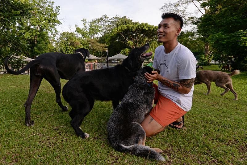 陈家兴拯救动物的故事传遍宠物界。