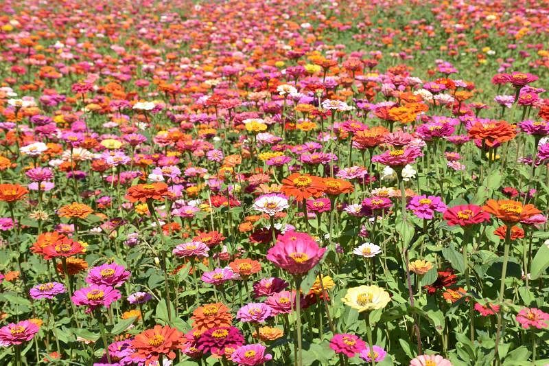 百日草以多种颜色现身，粉红、橙红、桃红、鲜红、紫红、奶黄……妆点出奼紫嫣紅的彩色世界。