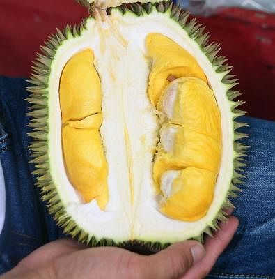 20171214_lifestyle_durian_15_Small.jpg