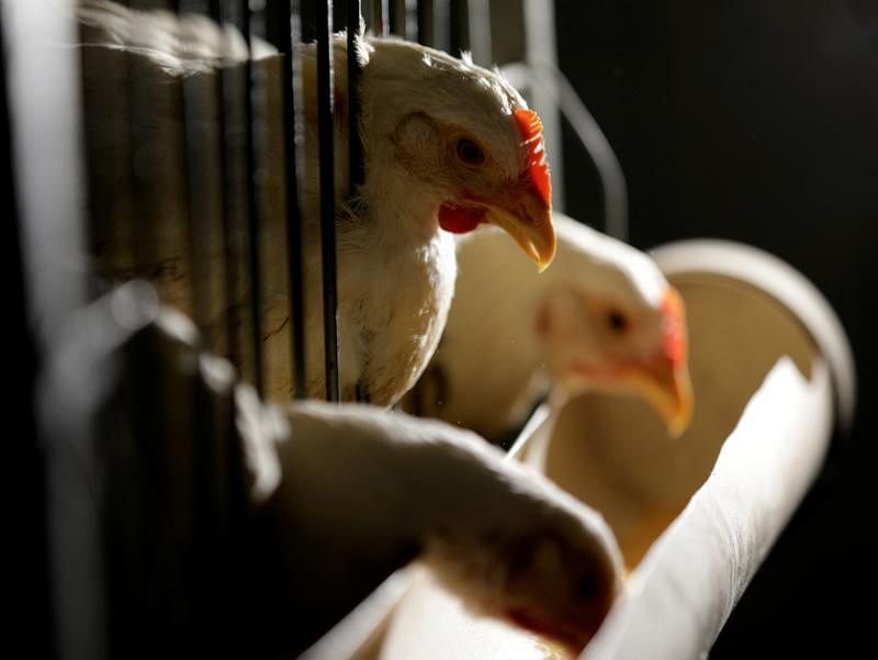 大量畜养家禽导致过多的温室气体排放，提高空气中甲烷的浓度，造成气候暖化。（路透社）
