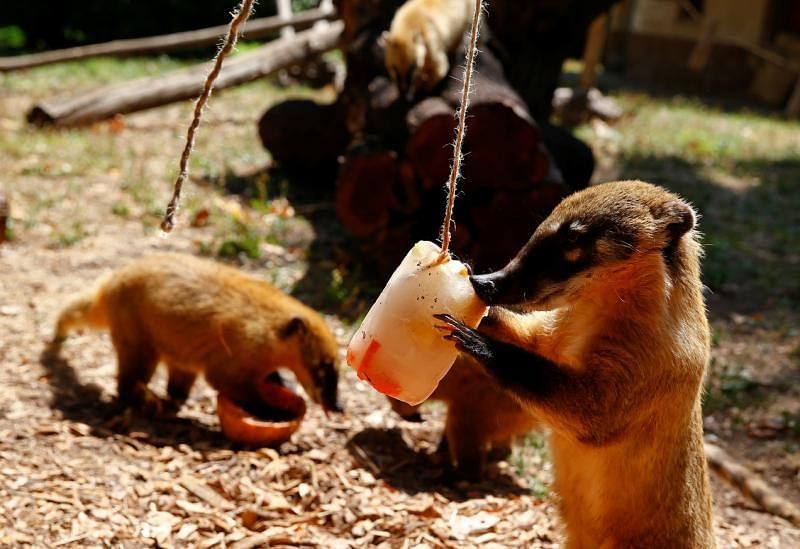 气候变暖不仅影响人类，动物的生存也受到威胁。去年六月罗马动物园的浣熊吃起管理员为它准备的水果冰块解暑。（路透社）