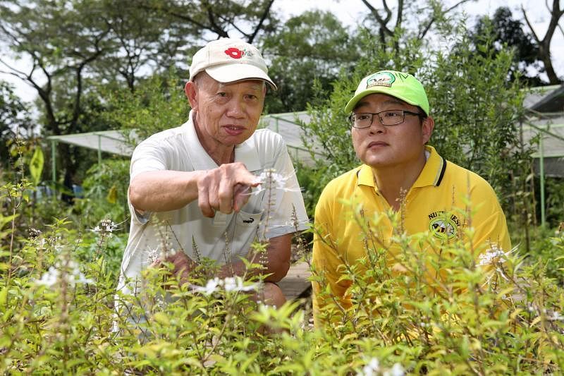 陈梽勇（右）今年初获得草药达人陈延森的支持，在他所打理的药草花园设置了蜂箱。（谢智扬摄）