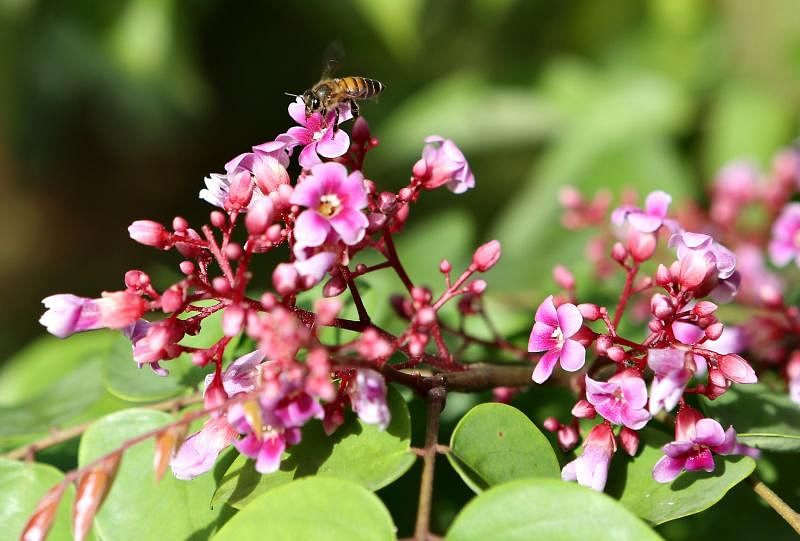 生态园的蔬果花卉是小蜜蜂的粮食来源。（谢智扬摄）