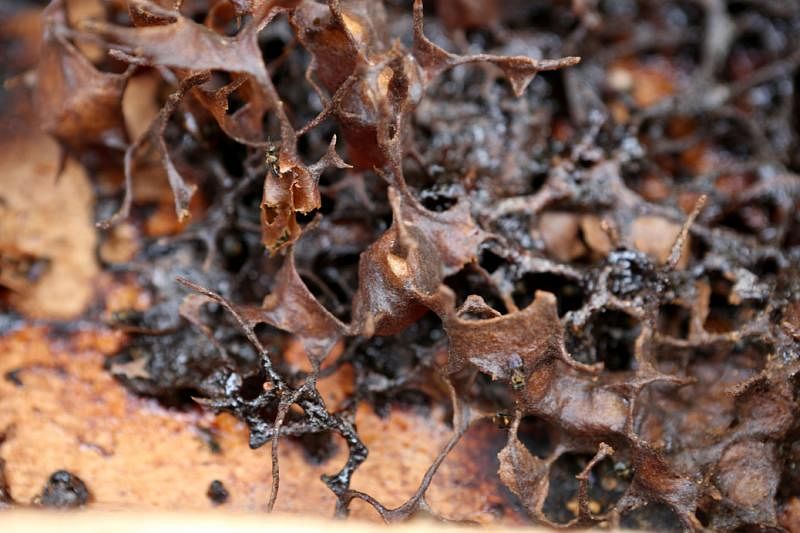 无刺蜂生病时，蜂巢会出现潮湿，失去光泽，蜂房减少的情况。（谢智扬摄）
