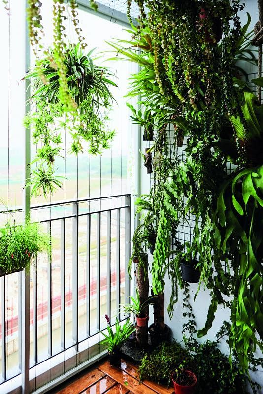 客厅和主人房的阳台绿意盎然，让主人家吃喝自己种的草本植物。