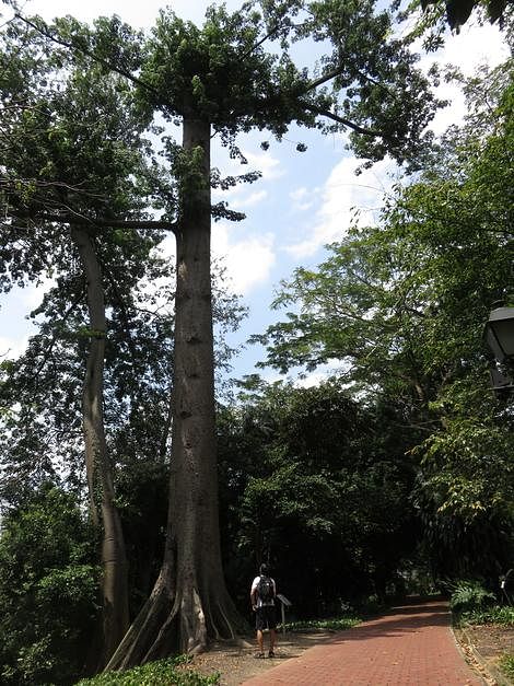 福康宁公园的受保留古树。