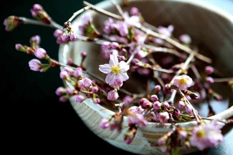 樱花可为食物增添芳香。
