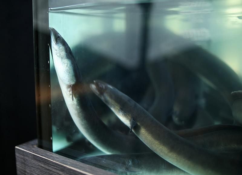 鳗鱼是日本人夏季爱吃的美食，但捕获量越来越少。