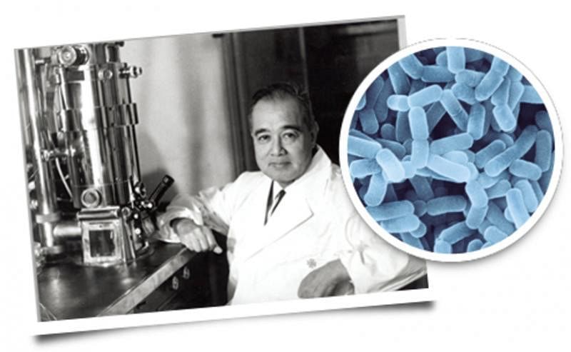 1930年，代田稔医学博士成功地分离出自然的乳酸杆菌，并经过强化培养，使它能活着到达肠道，不被胃酸和胆汁杀灭。L.casei Shirota菌株。