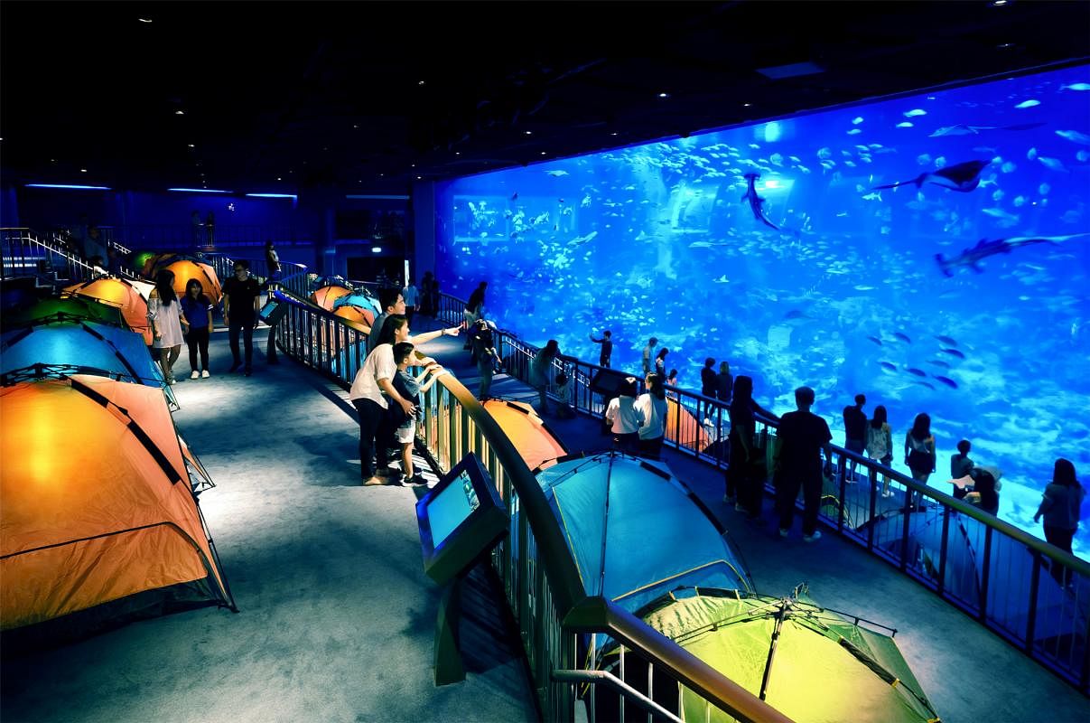 20180902-sea-aquarium-new-ocean-dreams-sleepover-programme_Large.jpg