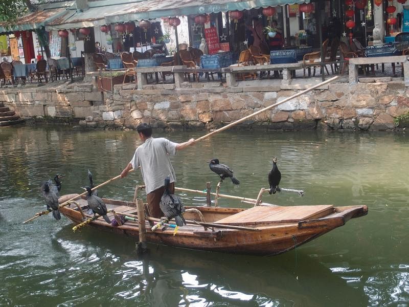 河道两边濒水食肆搭起遮棚挂着灯笼，河上有船夫示范鱼鹰捕鱼的传统。