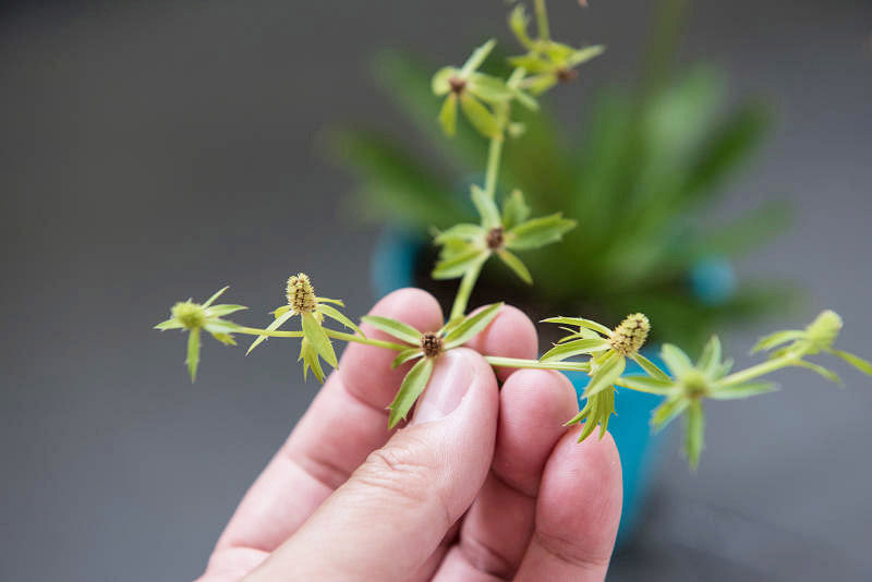 播种后数月，刺芫荽长出穗状花序。