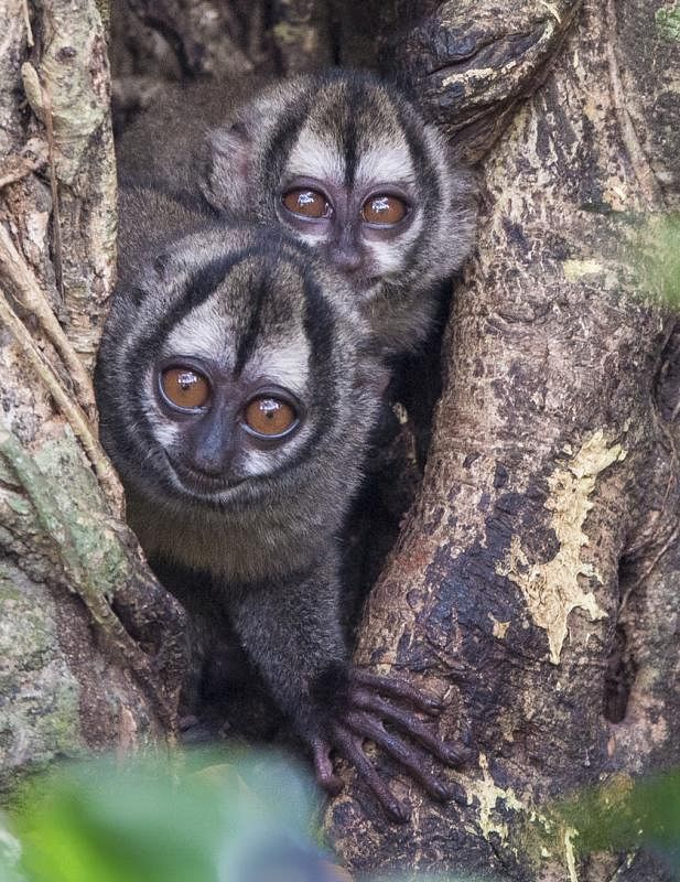 ■巴拿马夜猴（Panamanian Night Monkey）长相有如外星人。夜行树栖，白天在树巢里睡觉。主食为水果、坚果、树叶、树皮、树胶和昆虫等。