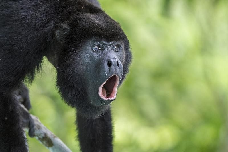 ■吼猴（Mantled Howlers Monkey）以深沉的嗓音咆哮惊醒所有的动物。据世界纪录，它们的吼声最远可以传到五公里外，是陆地上声音最响亮的动物。吼猴是素食动物，以植物果实、树叶等为主粮，以潮湿树叶或露水解渴。树栖，分族而居，极少到地面活动。
