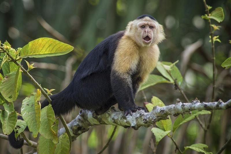■白头卷尾猴（White-throated Capuchin）是一种新世界小猴，是南美洲与中美洲的物种。喜欢吃嫩枝嫩叶，通常白天成群结队活动，每群约有10只左右。 会用棍子和石头打开坚果壳和贝壳类，是最聪明的新世界猴种之一。