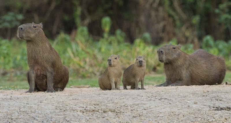 ■水豚（Capybaras）是世界上最大的啮齿动物。它和老鼠的血统极为接近，但体型却大了百倍，体重达50公斤，有如一头小猪。它是半水栖的食草动物。
