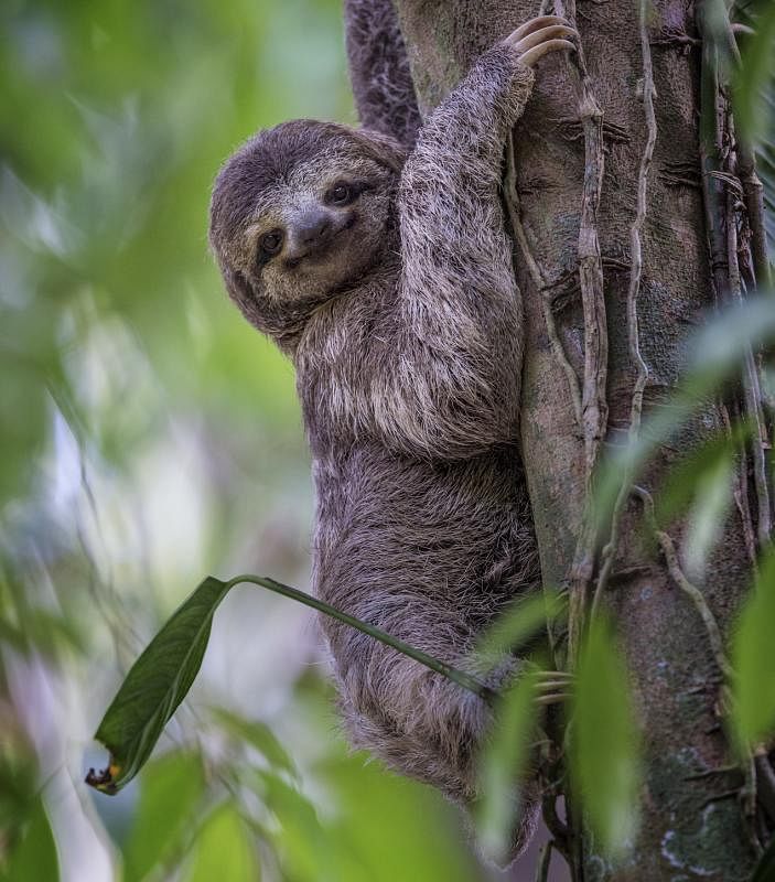 ■褐喉树懒，又名三趾树懒（Three-toed Sloth），分布于中美及南美洲。树栖动物，昼夜都活动，主食为树叶，寿命长达三四十岁。你看它那蒙娜丽莎似的微笑，真令人难以抗拒。