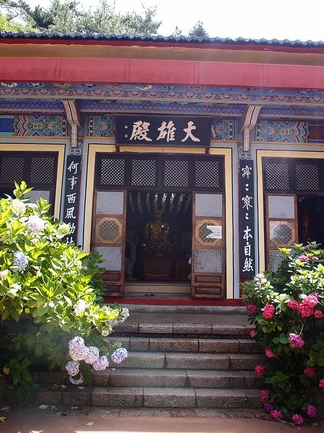太宗寺的大雄殿前，可见密集的绣球花丛。