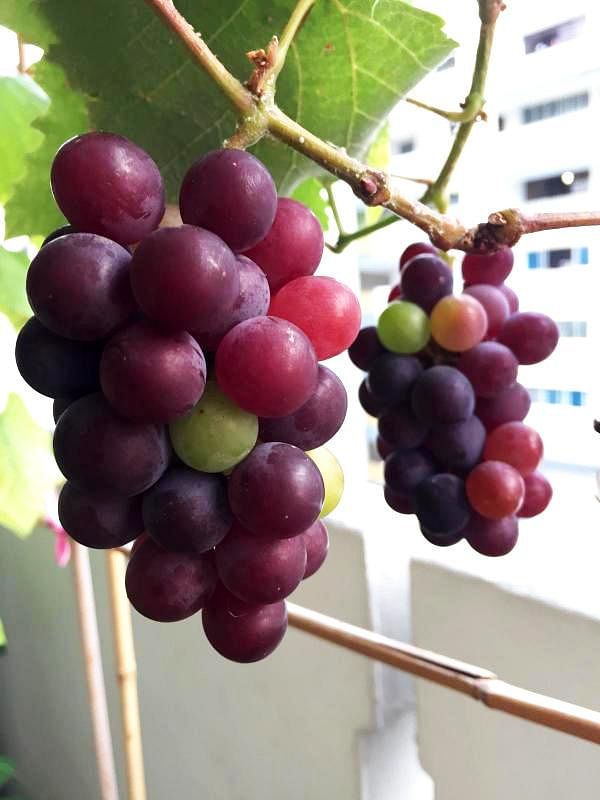 在本地种植葡萄确实蛮容易的， 成功后的满足感却非一般。