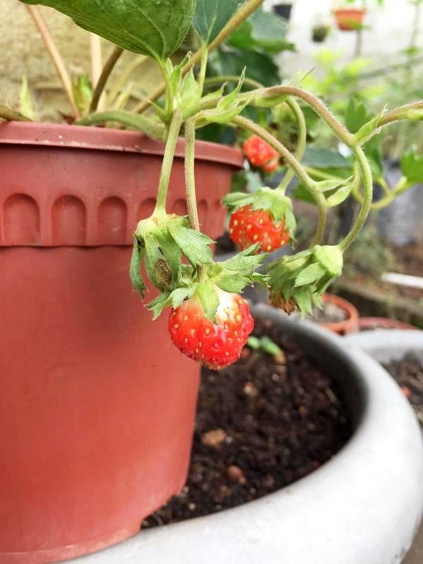 新加坡的气候对栽种娇贵的草莓难度要高一点，结出来的果实也不大，但尝起来一样清甜。