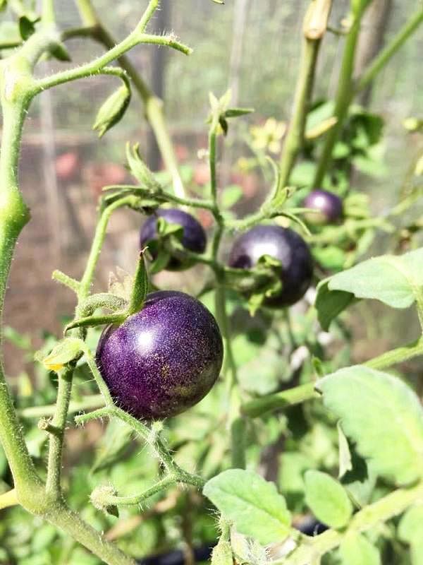 这黑番茄要种得好，虫害管理非常重要，有时还需要一点运气。