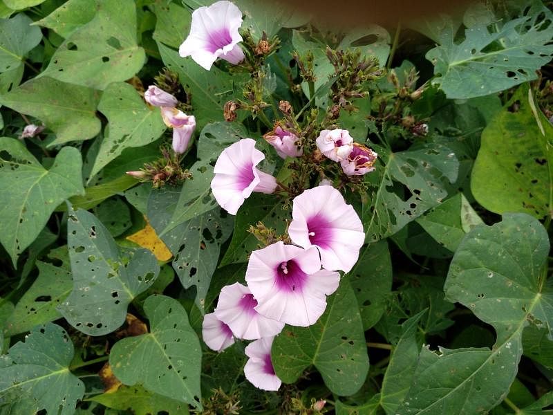 紫薯是冲绳岛特产，喇叭状的花朵特别吸引人。