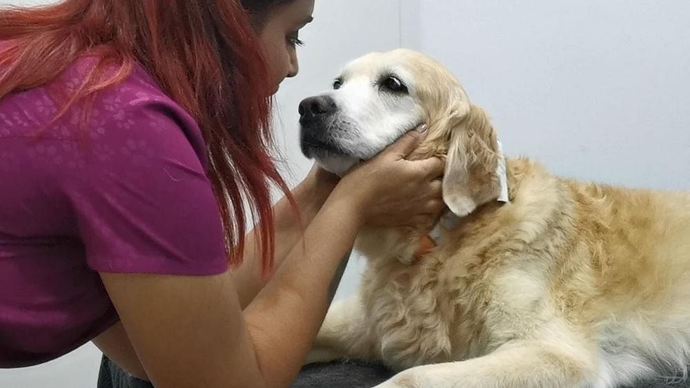 dog massage alternative therapy