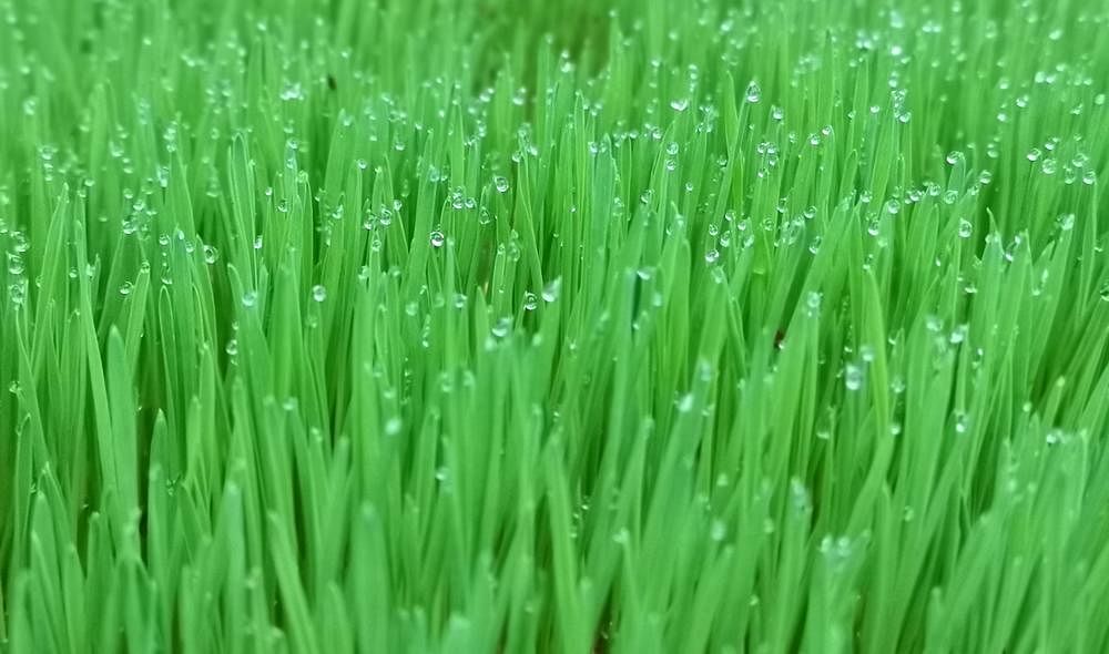 Wheat grass 小麦草