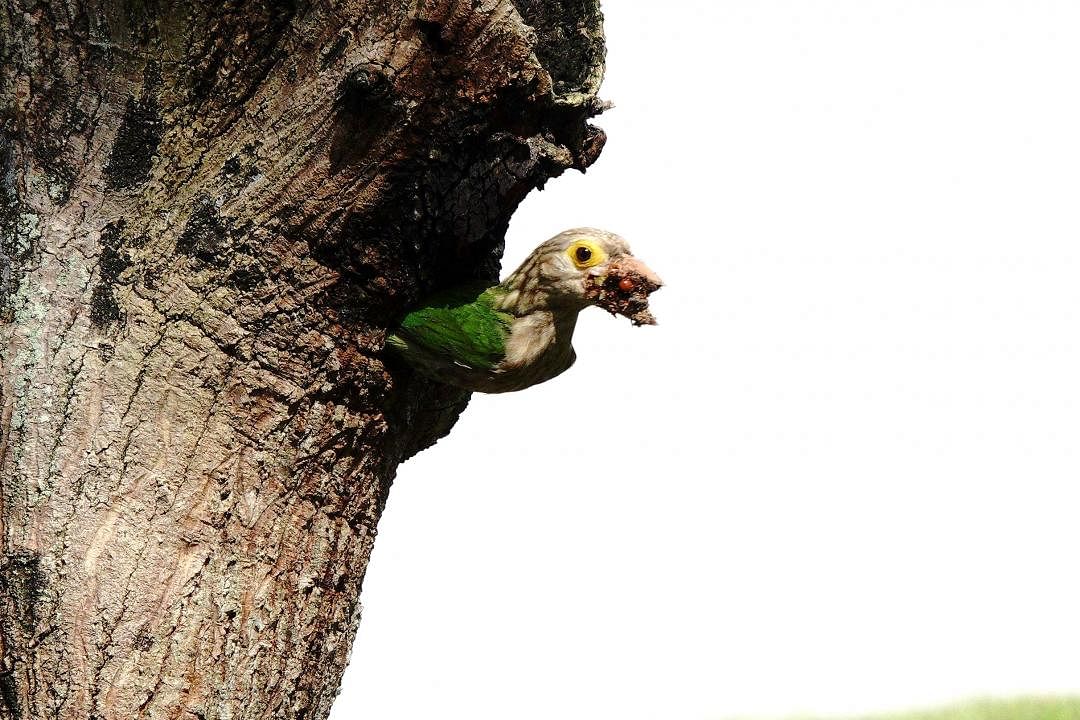斑头绿拟啄木鸟 哺育也环保  开云网