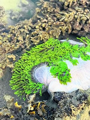 色彩艳丽的海葵是珊瑚礁石群里的明星