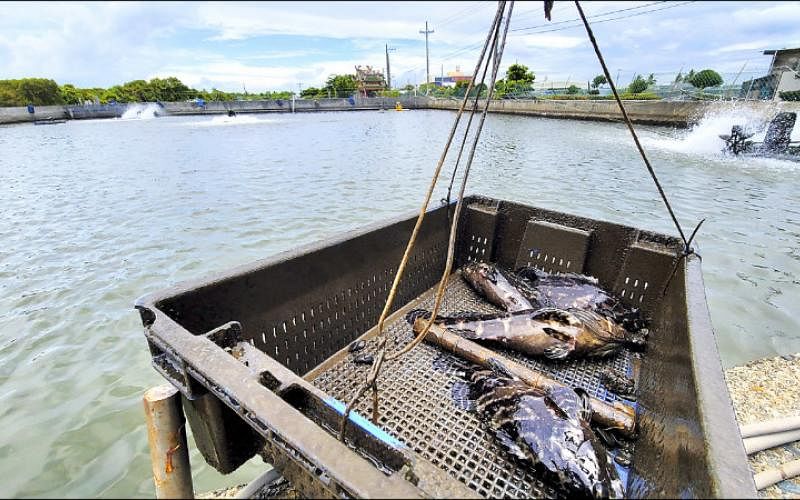 下午察：中国大陆对台农渔产品的禁令