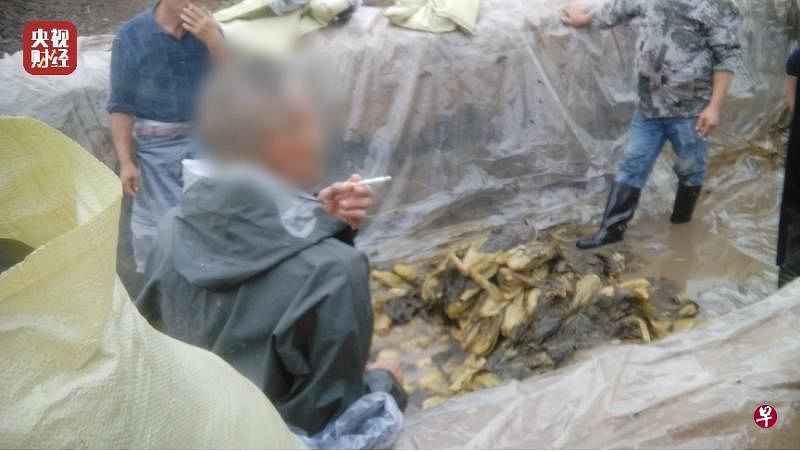 腌制工人们坐在土坑里抽烟，旁边即是正在腌制的老坛酸菜。（央视视频截图）