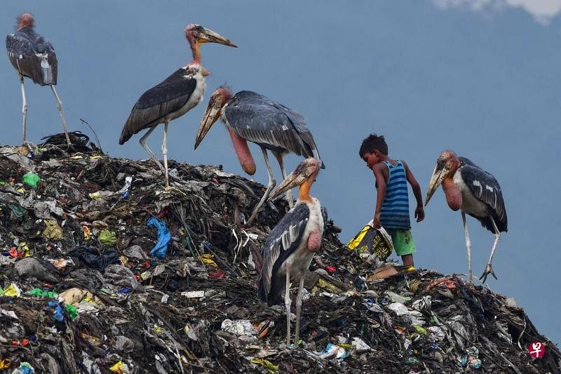 印度阿萨姆邦的古瓦哈提市，小孩和大秃鹳在一个大垃圾场各取所需。（法新社）