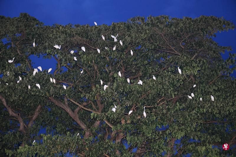 五六十只白鹭在傍晚时分飞往德明路地段附近的两棵大树栖息，居民担心一旦大树被砍，白鹭会失去栖息地。（陈来福摄）