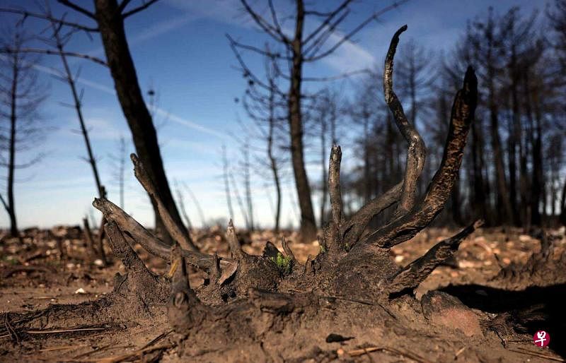 西班牙连续三年降雨量低于平均水平，极度干燥的天气使野火频发，仅在2022年，该国便出现了近500场野火。（法新社）