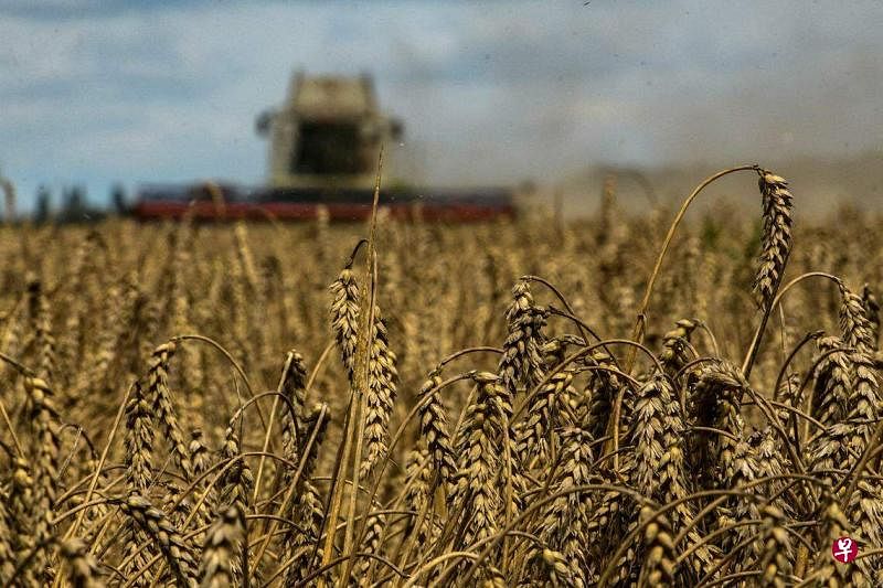 乌克兰是世界上最大的粮食出口国之一。图为乌克兰兹古里夫卡的小麦种植地。（路透社）