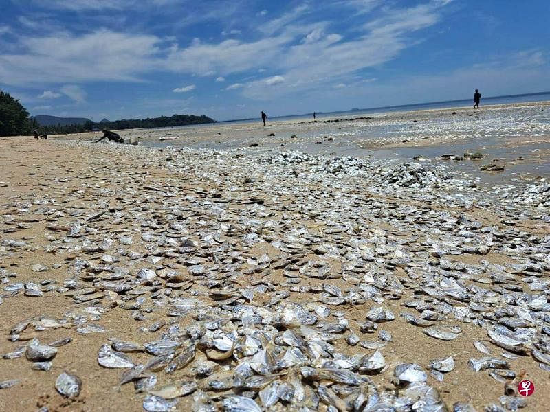 6月22日，成千上万条死鱼覆盖在泰国南部一处海滩上。（路透社）