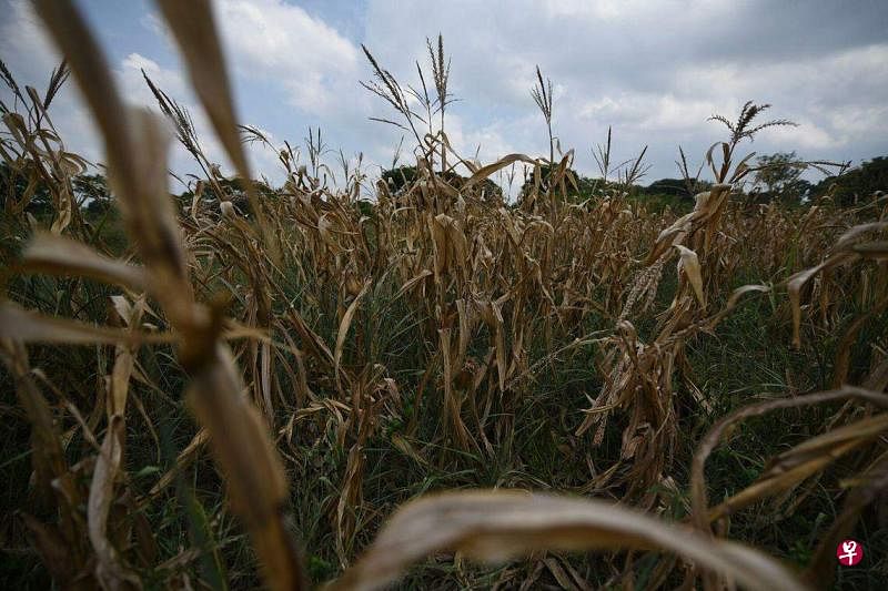 墨西哥韦拉克鲁斯州遭遇热浪，玉米植株全枯死。根据美国气候组织的数据，到7月11日，墨西哥大部分地区持续高于正常气温的可能性为50%。（彭博社）
