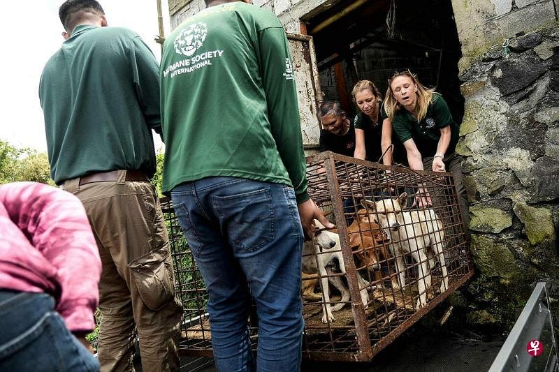 动物保护组织“国际人道协会”7月21日在托莫洪市的屠宰场，解救了21只狗和三只猫。（法新社）