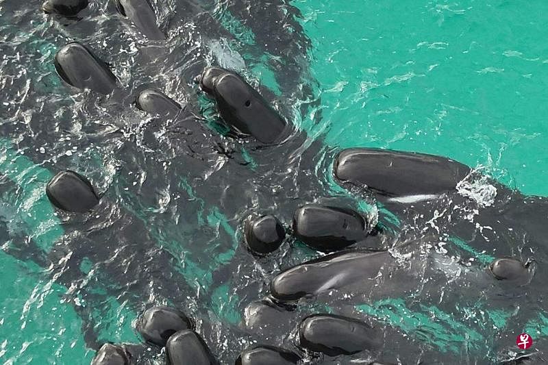 西澳生物多样性和保护部门于7月25日拍摄并发布的航拍照片显示，六七十头领航鲸在距离切恩斯海滩150公尺外的浅水中搁浅。（法新社）