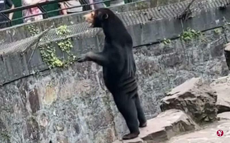 浙江杭州动物园一只马来熊因站起来酷似人类，被怀疑是人类扮演。（互联网）