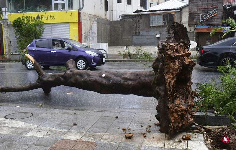 8月2日的照片显示，台风“卡努”袭击日本冲绳县那霸地区时，把一条街道上的树木连根拔起。（路透社）
