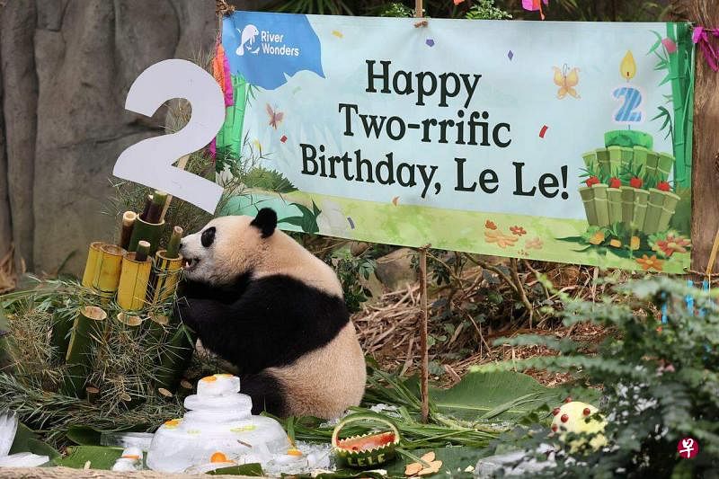 土生土长的大熊猫叻叻星期一（8月14日）在河川生态园庆祝两岁生日。（林明顺摄）