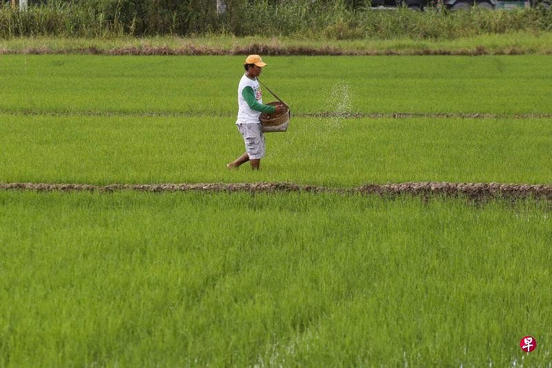 8月19日，一位农民在菲律宾布拉干省的农田中工作。菲律宾是全球第二大大米进口国。（法新社）