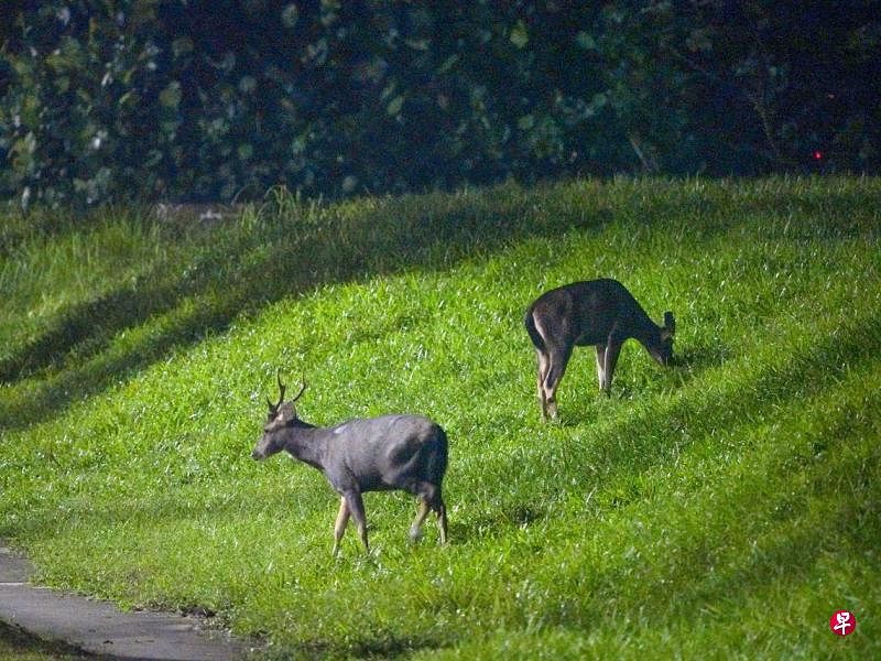 夜风轻拂，两只水鹿在万礼一带中央集水地带自然保护区路边的草地吃草。（何家俊摄 ）