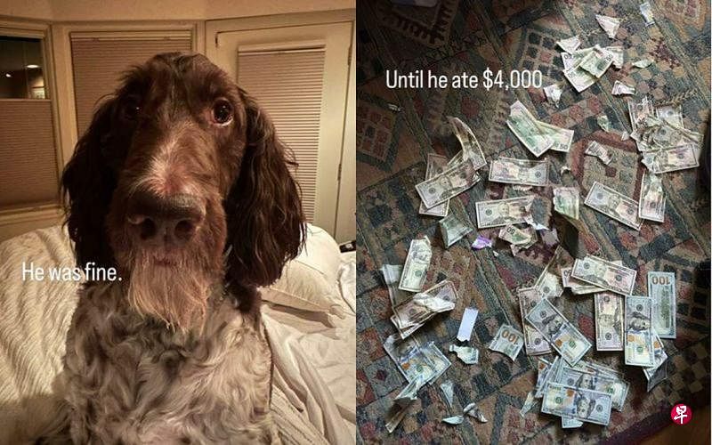 去年12月初，黄金贵宾犬塞西尔将男主人克莱顿·劳一个装满4000美元的信封咬碎。（IG视频截图）