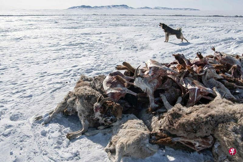 2月22日拍摄的照片显示，绵羊和山羊的尸体堆在蒙古肯特省的雪地上，一条狗在不远处嚎叫。（法新社）